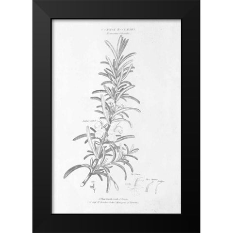 Botany Book VI Black Modern Wood Framed Art Print by Wild Apple Portfolio