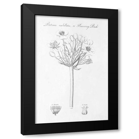 Botany Book VII Black Modern Wood Framed Art Print with Double Matting by Wild Apple Portfolio