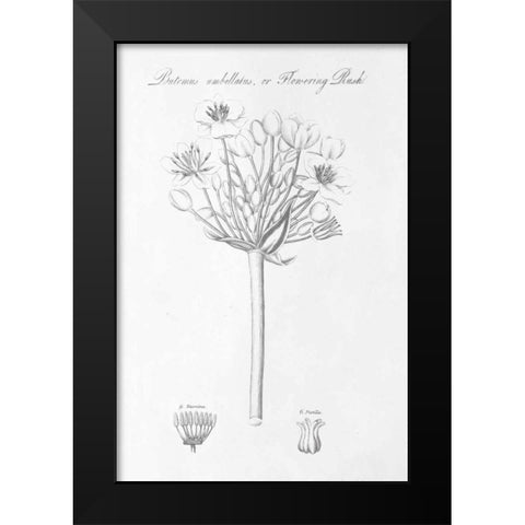 Botany Book VII Black Modern Wood Framed Art Print by Wild Apple Portfolio