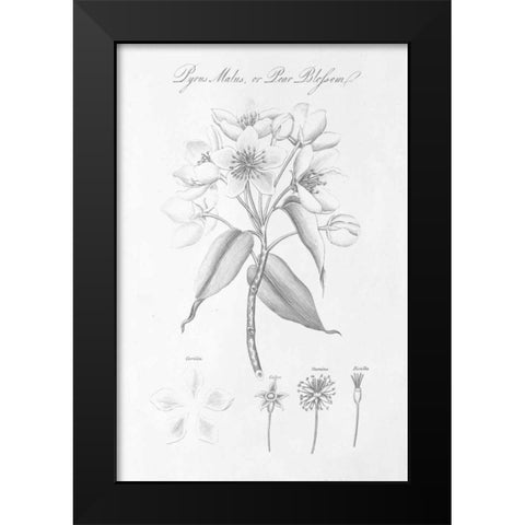 Botany Book VIII Black Modern Wood Framed Art Print by Wild Apple Portfolio