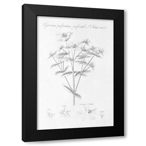Botany Book X Black Modern Wood Framed Art Print by Wild Apple Portfolio