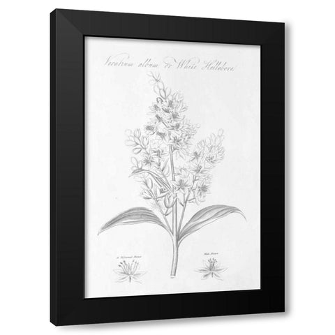 Botany Book XI Black Modern Wood Framed Art Print by Wild Apple Portfolio
