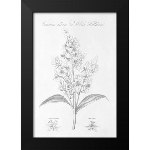 Botany Book XI Black Modern Wood Framed Art Print by Wild Apple Portfolio