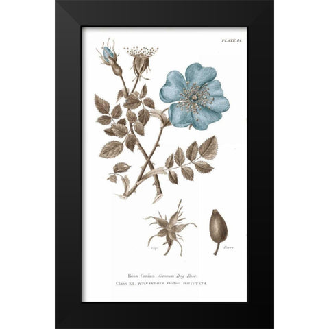 Conversations on Botany IV on White with Blue Black Modern Wood Framed Art Print by Wild Apple Portfolio