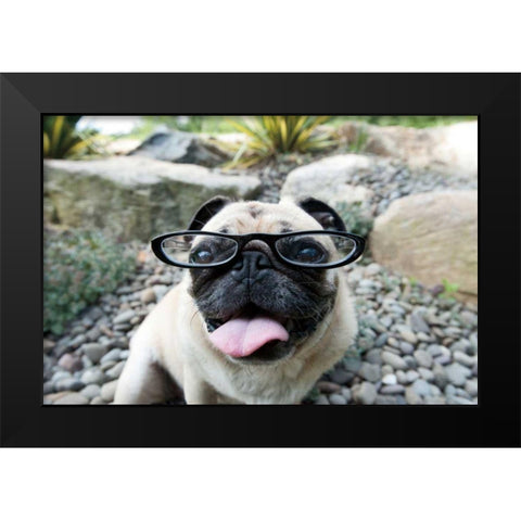 Four Eyes Black Modern Wood Framed Art Print by Dratfield, Jim