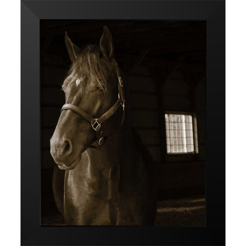 Out of the Shadows Black Modern Wood Framed Art Print by Dratfield, Jim