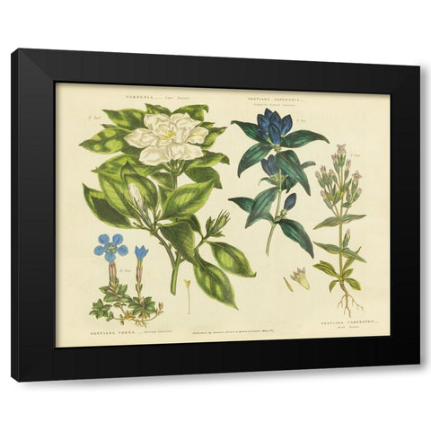 Herbal Botanical IX Black Modern Wood Framed Art Print by Wild Apple Portfolio