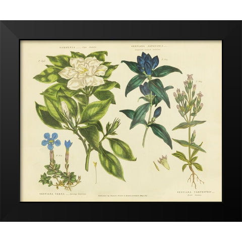 Herbal Botanical IX Black Modern Wood Framed Art Print by Wild Apple Portfolio