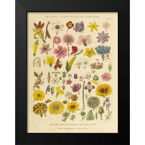 Herbal Botanical XI Black Modern Wood Framed Art Print by Wild Apple Portfolio