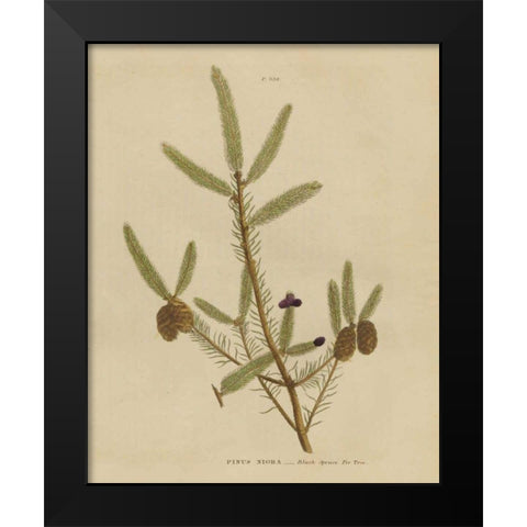 Herbal Botanical XIV Black Modern Wood Framed Art Print by Wild Apple Portfolio