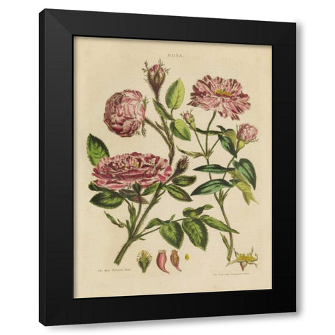 Herbal Botanical XVIII Black Modern Wood Framed Art Print with Double Matting by Wild Apple Portfolio