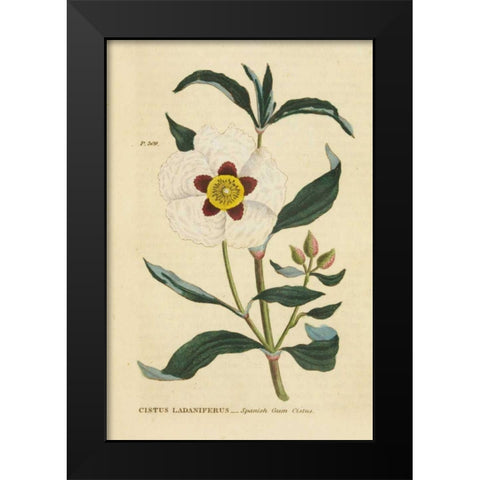 Herbal Botanical XXVII Black Modern Wood Framed Art Print by Wild Apple Portfolio
