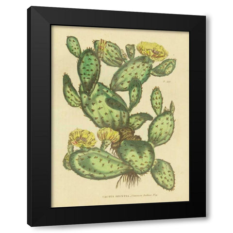 Herbal Botanical XXIX Black Modern Wood Framed Art Print with Double Matting by Wild Apple Portfolio