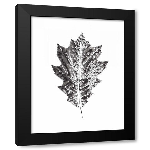 Harvest Sentiments VII BW no Words Black Modern Wood Framed Art Print by Hershey, Moira