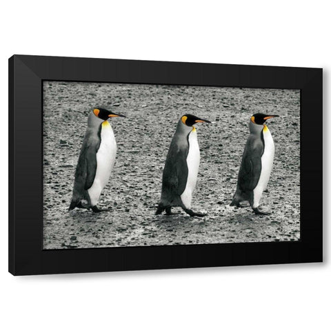 The Bachelors Black Modern Wood Framed Art Print with Double Matting by Wild Apple Portfolio