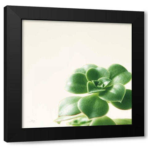 Succulent Simplicity VIII Neutral Black Modern Wood Framed Art Print by Bradley, Felicity
