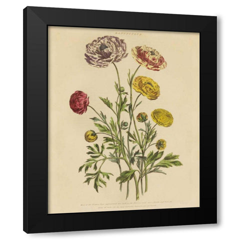 Herbal Botany XXII v2 Crop Black Modern Wood Framed Art Print with Double Matting by Wild Apple Portfolio