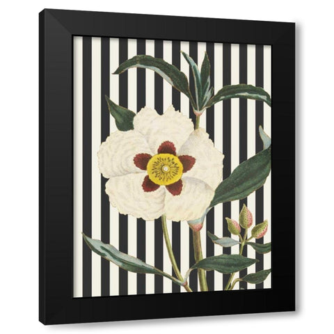 Herbal Botanical XXVII Bold Black Modern Wood Framed Art Print by Wild Apple Portfolio