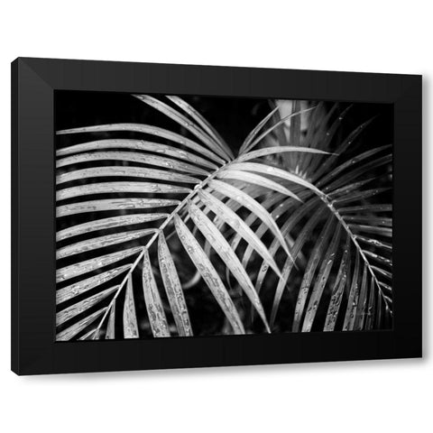 Palm Fronds Black Modern Wood Framed Art Print by Van Swearingen, Debra