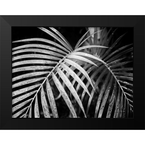 Palm Fronds Black Modern Wood Framed Art Print by Van Swearingen, Debra