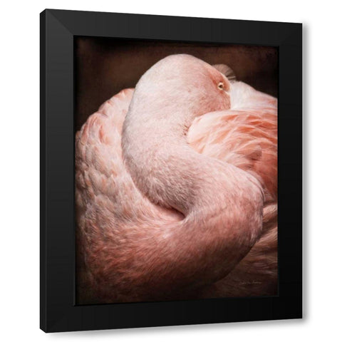 Chilean Flamingo I Black Modern Wood Framed Art Print by Van Swearingen, Debra