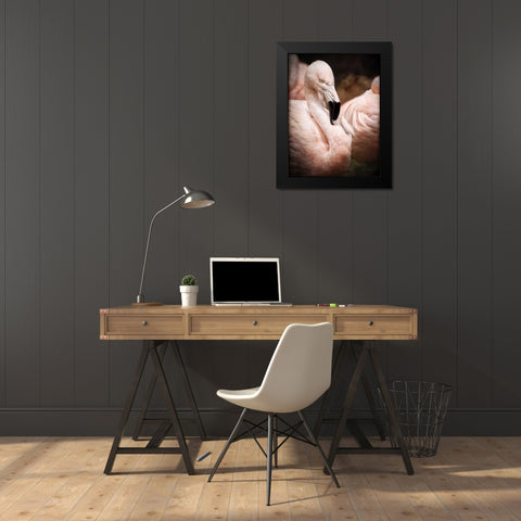 Chilean Flamingo II Black Modern Wood Framed Art Print by Van Swearingen, Debra