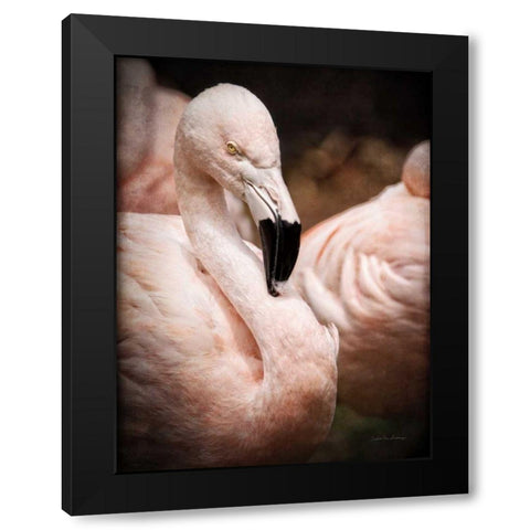 Chilean Flamingo II Black Modern Wood Framed Art Print by Van Swearingen, Debra