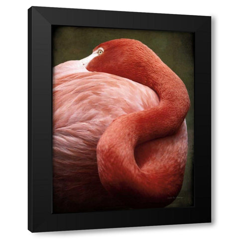 Caribbean Flamingo I Black Modern Wood Framed Art Print with Double Matting by Van Swearingen, Debra