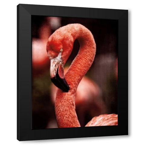 Caribbean Flamingo II Black Modern Wood Framed Art Print by Van Swearingen, Debra
