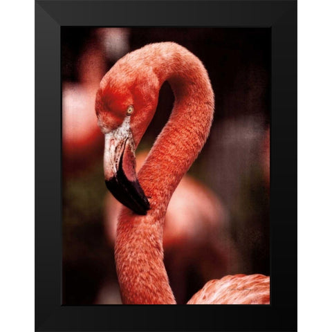 Caribbean Flamingo II Black Modern Wood Framed Art Print by Van Swearingen, Debra