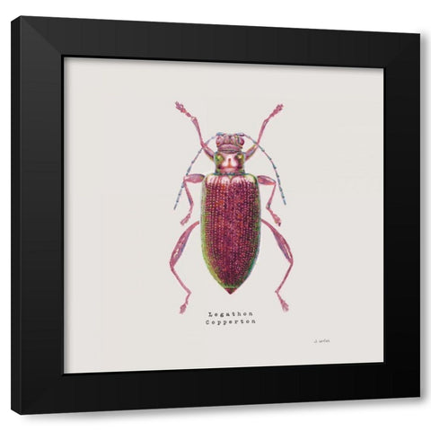 Adorning Coleoptera VI Sq Claret Black Modern Wood Framed Art Print with Double Matting by Wiens, James