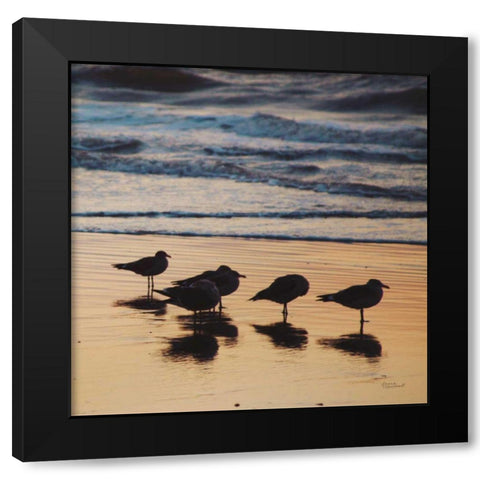 Kalaloch Birds II Black Modern Wood Framed Art Print with Double Matting by Marshall, Laura