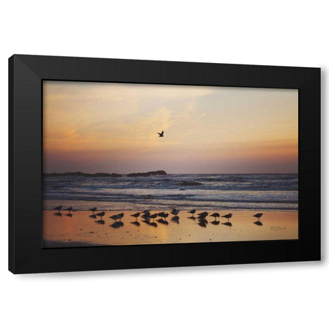 Kalaloch Birds III Black Modern Wood Framed Art Print with Double Matting by Marshall, Laura