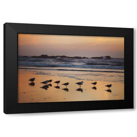 Kalaloch Birds IV Black Modern Wood Framed Art Print with Double Matting by Marshall, Laura