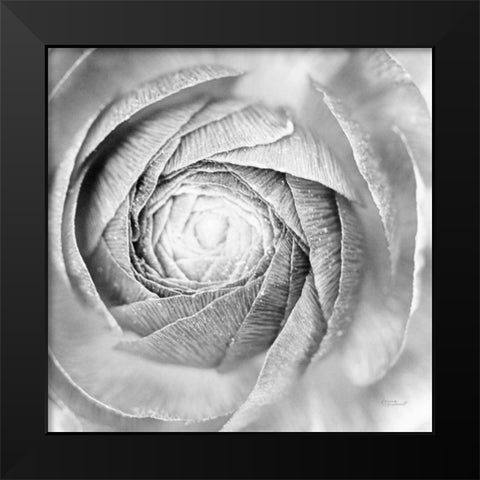 Ranunculus Abstract I BW Light Black Modern Wood Framed Art Print by Marshall, Laura