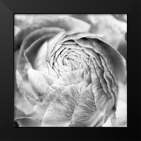 Ranunculus Abstract II BW Light Black Modern Wood Framed Art Print by Marshall, Laura