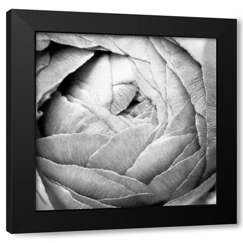 Ranunculus Abstract III BW Light Black Modern Wood Framed Art Print by Marshall, Laura