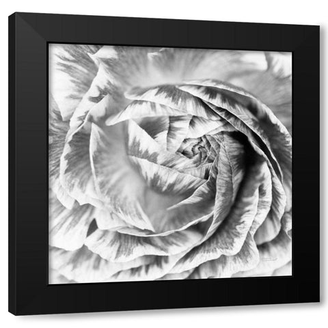 Ranunculus Abstract IV BW Light Black Modern Wood Framed Art Print by Marshall, Laura