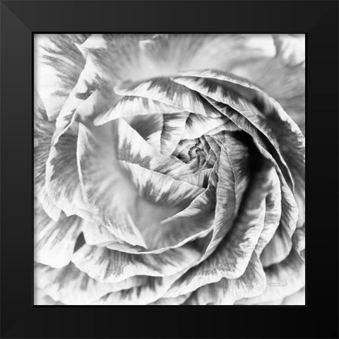 Ranunculus Abstract IV BW Light Black Modern Wood Framed Art Print by Marshall, Laura