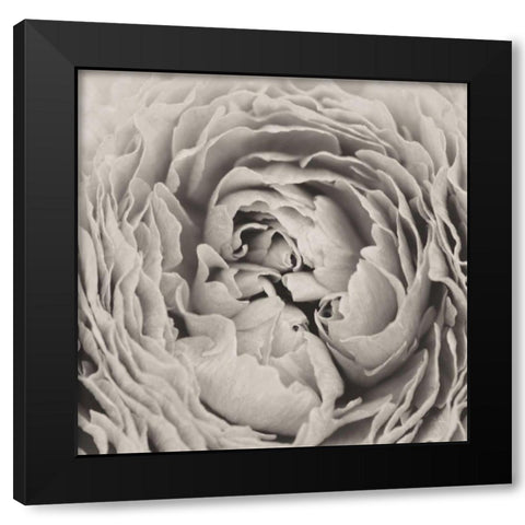 BW Peony Black Modern Wood Framed Art Print by Aledanda