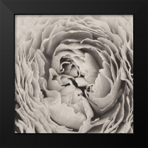 BW Peony Black Modern Wood Framed Art Print by Aledanda