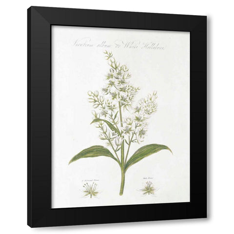 Botany Book XI White Green Black Modern Wood Framed Art Print by Wild Apple Portfolio