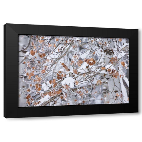 Grove of Aspen Trees Black Modern Wood Framed Art Print by Majchrowicz, Alan