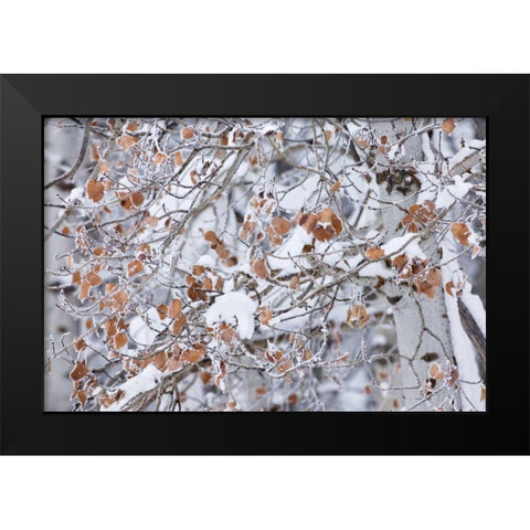 Grove of Aspen Trees Black Modern Wood Framed Art Print by Majchrowicz, Alan