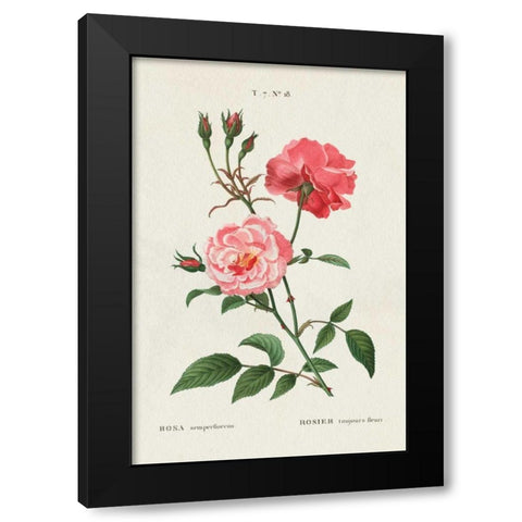 Rosa Black Modern Wood Framed Art Print by Wild Apple Portfolio