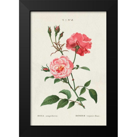 Rosa Black Modern Wood Framed Art Print by Wild Apple Portfolio