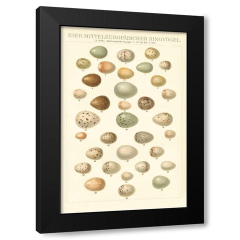 Songbird Egg Chart Black Modern Wood Framed Art Print with Double Matting by Wild Apple Portfolio