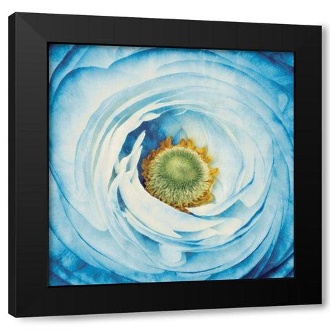 White Peony with Blue Black Modern Wood Framed Art Print by Aledanda