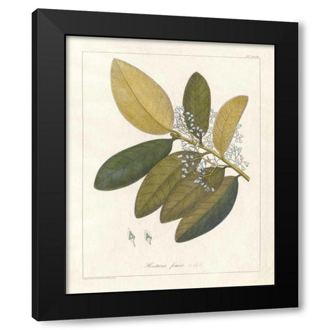 Botanical Heritiera v2 Black Modern Wood Framed Art Print by Wild Apple Portfolio