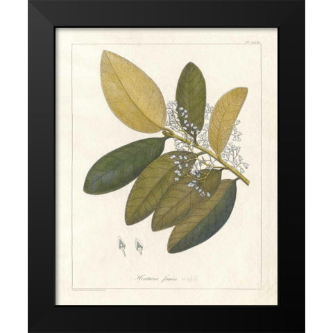 Botanical Heritiera v2 Black Modern Wood Framed Art Print by Wild Apple Portfolio